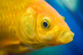 Nikon AF-S 85mm f&#x2F;3.5G ED VR DX Micro (Afbeelding 1 van 14)