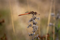 Canon EF-S 55-250mm f&#x2F;4-5.6 IS STM (Afbeelding 4 van 19)