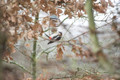 Nikon AF-P Nikkor 70-300mm f&#x2F;4.5-5.6E ED VR (Image 1 of 2)
