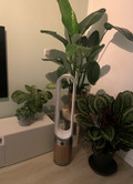Dyson Purifier Cool Formaldehyde - TP09 (Afbeelding 3 van 18)