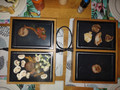 Princess Dinner4All Pure - 4 personen (Afbeelding 2 van 10)