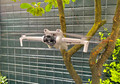 DJI Mini 3 Fly More Combo + Smart Controller (Image 4 of 5)