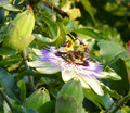 Panasonic Lumix DMC-FZ8 (Afbeelding 2 van 4)