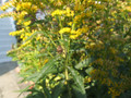 Fujifilm FinePix S9600 (Afbeelding 3 van 4)
