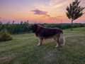 Sony Xperia 1 V 256GB Black 5G (Image 5 of 5)