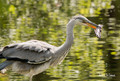 Sigma 150-600mm f&#x2F;5-6.3 DG OS HSM C Canon (Image 1 of 10)