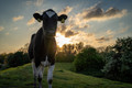Sony FE 24-50mm f&#x2F;2.8 G (Afbeelding 1 van 2)
