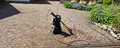 Kärcher eco!Booster 180 (K7) (Image 1 of 2)