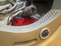 Miele TEC 648 WP EcoSpeed &amp; Wash2Dry (Afbeelding 2 van 4)