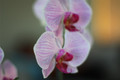 Canon EF 50mm f&#x2F;1.4 USM (Image 4 of 7)