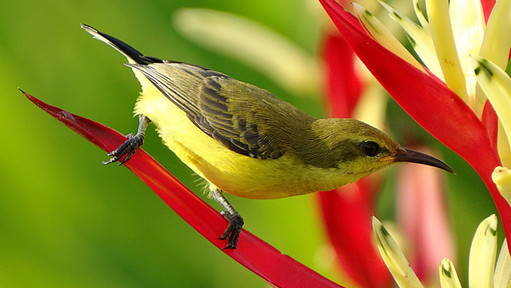 Welk type lens gebruik ik voor natuur- en dierenfotografie?