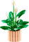 LEGO Botanicals Lepelplant 11504