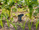 Gardena Smart Sensor null