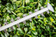 Bosch Advanced Hedgecut 65 product in use