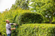 Bosch Advanced Hedgecut 65 product in use