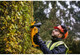 DeWalt DCMHT563P1-QW product in use