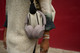Sony WH-1000XM5 Pink product in use