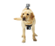 GoPro Fetch Dog Harness visual supplier